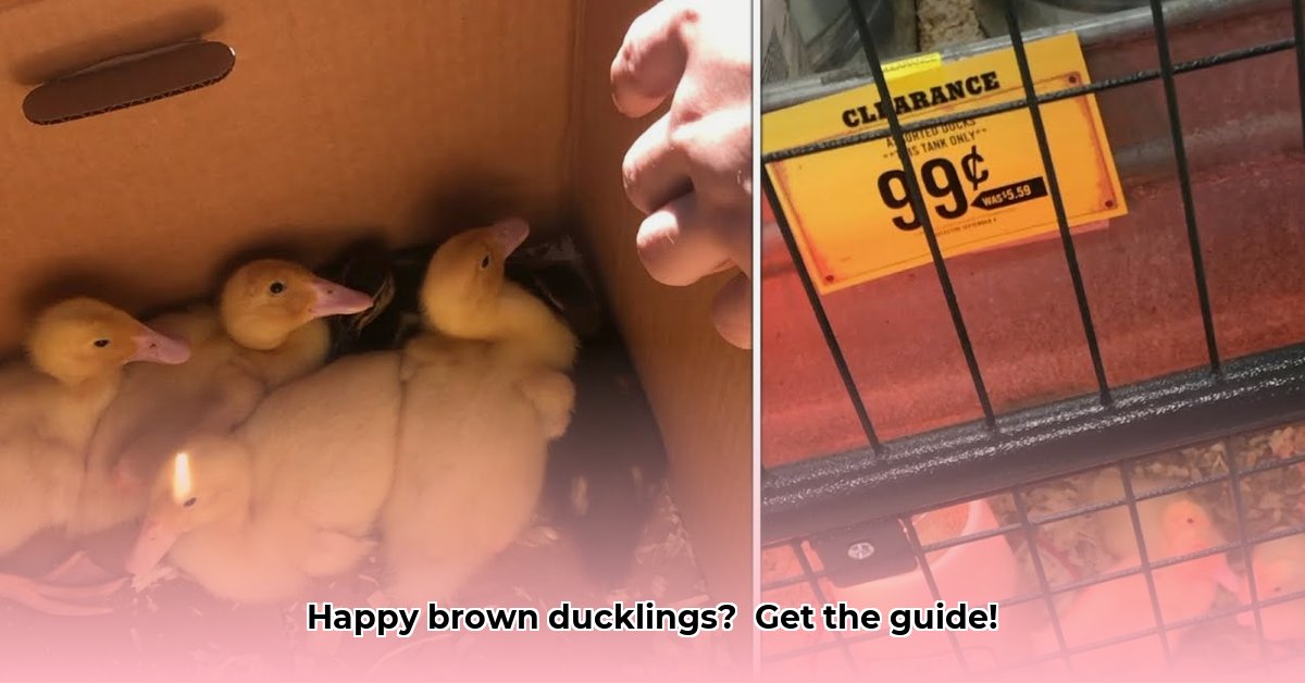brown-ducklings-at-tractor-supply